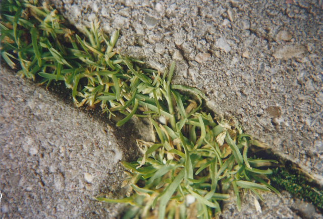 Een macrofoto van twee stoeptegels waar groen gras tussen groeit 