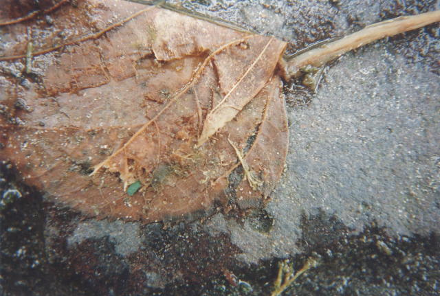 Een bruin half vergaan boomblad met een geknakte steel op een natte stoep
