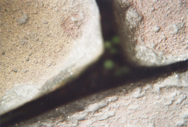 Een macrofoto van een gapend gat tussen straatklinkers